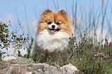 SPITZ ALLEMAND 284